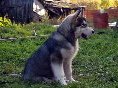 Продам щенка Аляскинский маламут - Россия, Череповец. Цена 15000 рублей