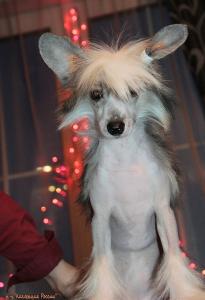 Продам щенка Китайская хохлатая собака - Россия, Самара. Цена 20000 рублей