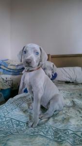 Продам щенка Веймаранер - Украина, Киев. Цена 450 долларов