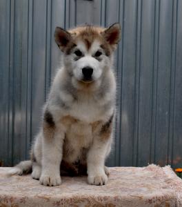 Продам щенка Аляскинский маламут - Россия, Калуга. Цена 30000 рублей