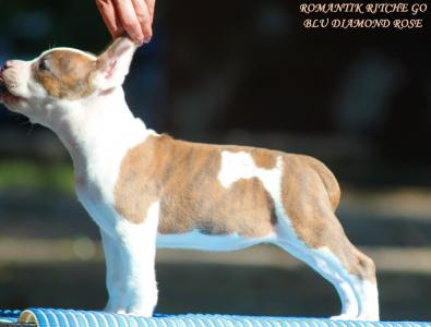 Продам щенка Американский стаффордширский терьер - Украина, Херсон. Цена 6000 гривен