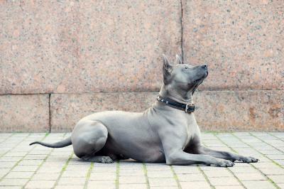 Куплю щенка Тайский риджбек - Россия, Санкт-Петербург. Цена 70000 рублей