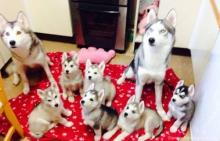 Puppies for sale other breed - USA, North Carolina. Price 500 $