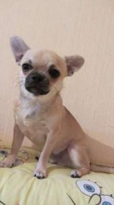 Продам щенка Чихуахуа - Украина, Черкассы. Цена 2500 гривен