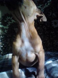 Продам щенка Американский стаффордширский терьер - Украина, Винница. Цена 1000 гривен