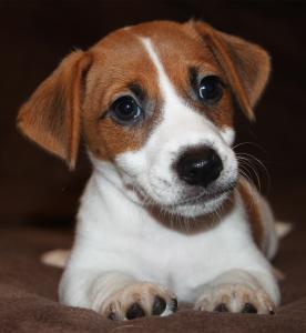 Продам щенка Джек-рассел-терьер - Украина, Киев. Цена 12000 гривен