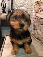 Puppies for sale yorkshire terrier - Malta, Valletta