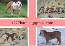 Puppies for sale english bulldog - Russia, Petrozavodsk. Price 1800 €