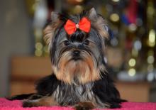Puppies for sale yorkshire terrier - Hungary, Budapest. Price 1000 €