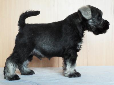 Продам щенка Цвергшнауцер - Украина, Мариуполь. Цена 500 долларов