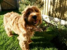 Puppies for sale golden retriever - Malta, Valletta. Price 150 €