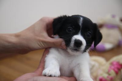 Продам щенка Джек-рассел-терьер - Россия, Омск, Омская область. Цена 12000 рублей