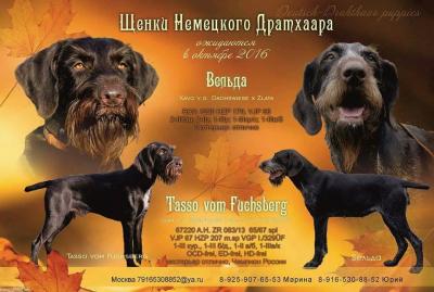 Продам щенка Дратхаар - Россия, Московская область, Софрино. Цена 30000 рублей