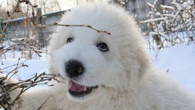 Продам щенка Маремма - Россия, Рыбинск. Цена 40000 рублей