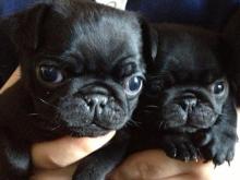 Puppies for sale pug - Czech Republic, Prague. Price 300 €