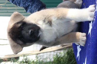 Продам щенка Большая японская собака - Россия, Саратов. Цена 25000 рублей