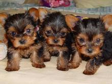 Puppies for sale yorkshire terrier - Malta, Valletta. Price 300 €