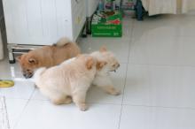 Puppies for sale chow chow - Malta, Valletta. Price 300 €
