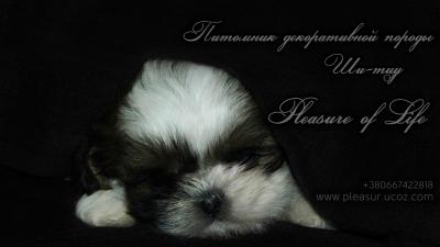 Продам щенка Болонка мальтийская - Украина, Донецк