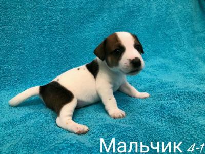 Продам щенка Джек-рассел-терьер - Россия, Москва. Цена 25000 рублей