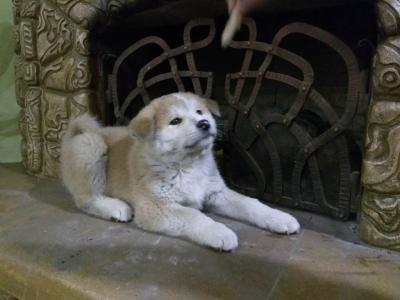Продам щенка Акита, акита-ину - Украина, Львов. Цена 450 евро