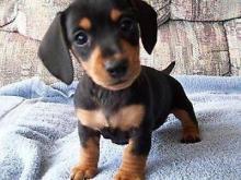 Buy a dog dachshund - United Kingdom, Darlington