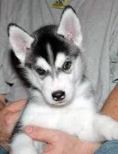 Dogs free other breed - Estonia, Pya