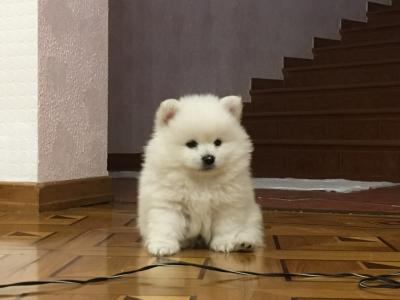 Продам щенка Шпиц - Россия, Краснодар. Цена 20000 рублей