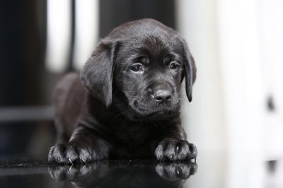 Продам щенка Лабрадор-ретривер - Украина, Запорожье, Мелитополь. Цена 6000 гривен