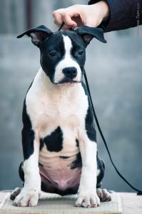 Продам щенка Американский стаффордширский терьер - Украина, Киев, Кременчуг. Цена 800 долларов