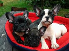 Dogs free french bulldog - Greece, Athens