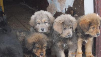 Продам щенка Тибетский мастиф - Болгария, Плевен. Цена 2500 евро