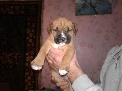 Продам щенка Американский стаффордширский терьер - Украина, Киев. Цена 3000 гривен