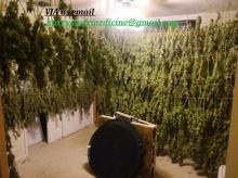 Veterinary Services high quality marijuana strains,white - Azerbaijan, Lankaran. Price 200 $