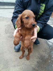Продам щенка Ирландский сеттер - Казахстан, Шымкент. Цена 100 долларов