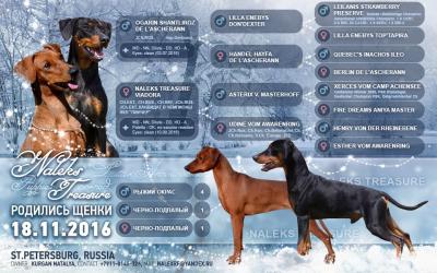Продам щенка Немецкий пинчер - Россия, Санкт-Петербург. Цена 40000 рублей