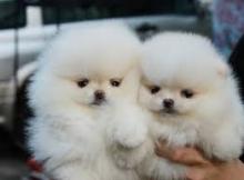 Dogs free pomeranian spitz - Greece, Athens
