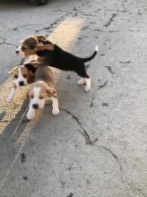 Puppies for sale beagle - USA, Texas