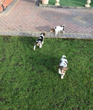 Puppies for sale beagle - USA, Texas