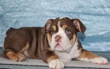 Puppies for sale english bulldog, kc reg. english bulldog puppies for sale - Malta, Valletta. Price 500 €