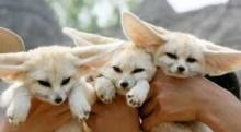 Puppies for sale other breed - USA, North Carolina