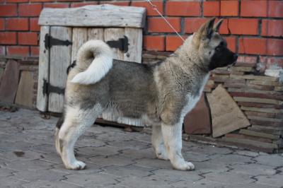 Продам щенка Акита, акита-ину - Россия, Белгород
