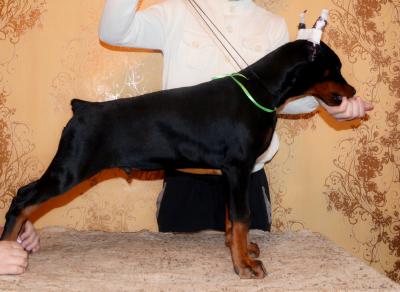 Продам щенка Доберман - Украина, Черкассы. Цена 10000 гривен