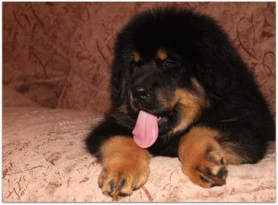 Продам щенка Тибетский мастиф - Россия, Владивосток. Цена 80000 рублей
