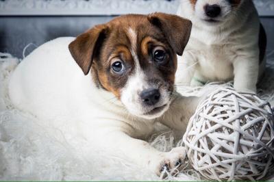 Продам щенка Джек-рассел-терьер - Беларусь, Гродно. Цена 300 долларов
