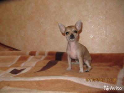 Продам щенка Чихуахуа - Россия, Новосибирск. Цена 12000 рублей