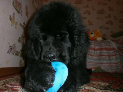 Продам щенка Ньюфаундленд - Беларусь, Гомель. Цена 1150 рублей