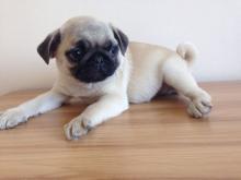 Puppies for sale , pug puppies - Greece, Athens