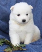 Puppies for sale , samoyed puppies - USA, Alabama