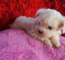 Продам щенка maltese - Austria, Linz. Цена 350 евро